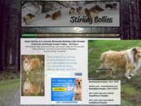 Stirling collies deals puppy mill