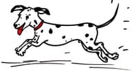 Logo Company Bailey's Dog Walking on Cloodo